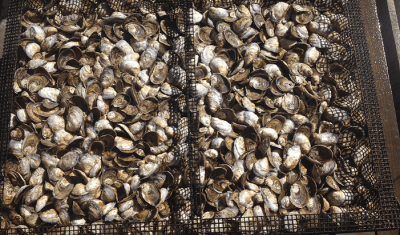Small but Mighty: Oyster Aquaculture as a Tool to Improve Ecosystem Health